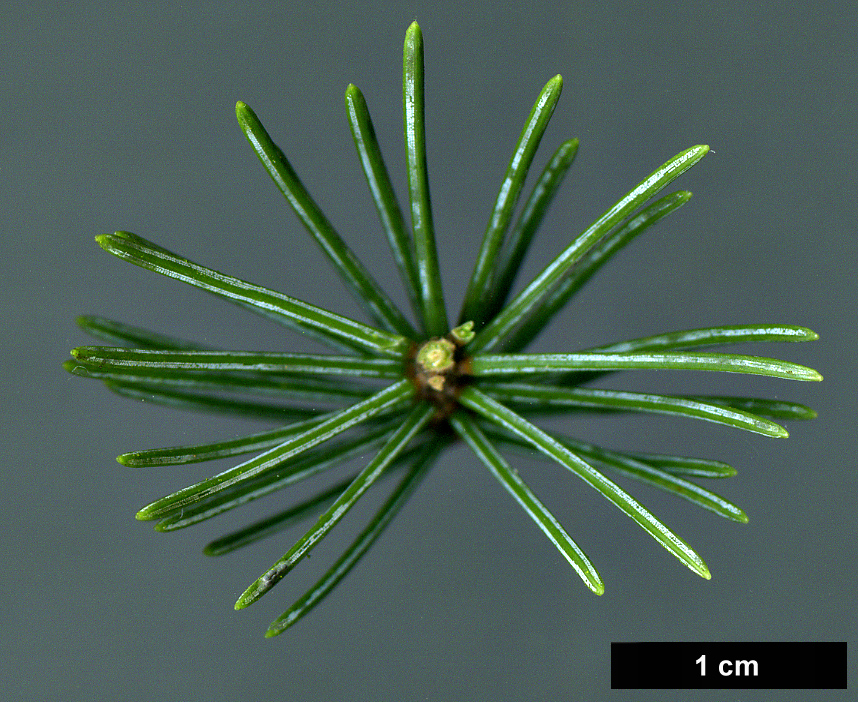 High resolution image: Family: Pinaceae - Genus: Picea - Taxon: ×hurstii (P.engelmannii × P.pungens)